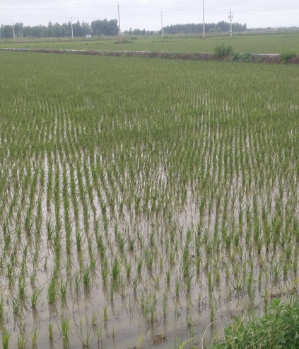 虎林水稻种植