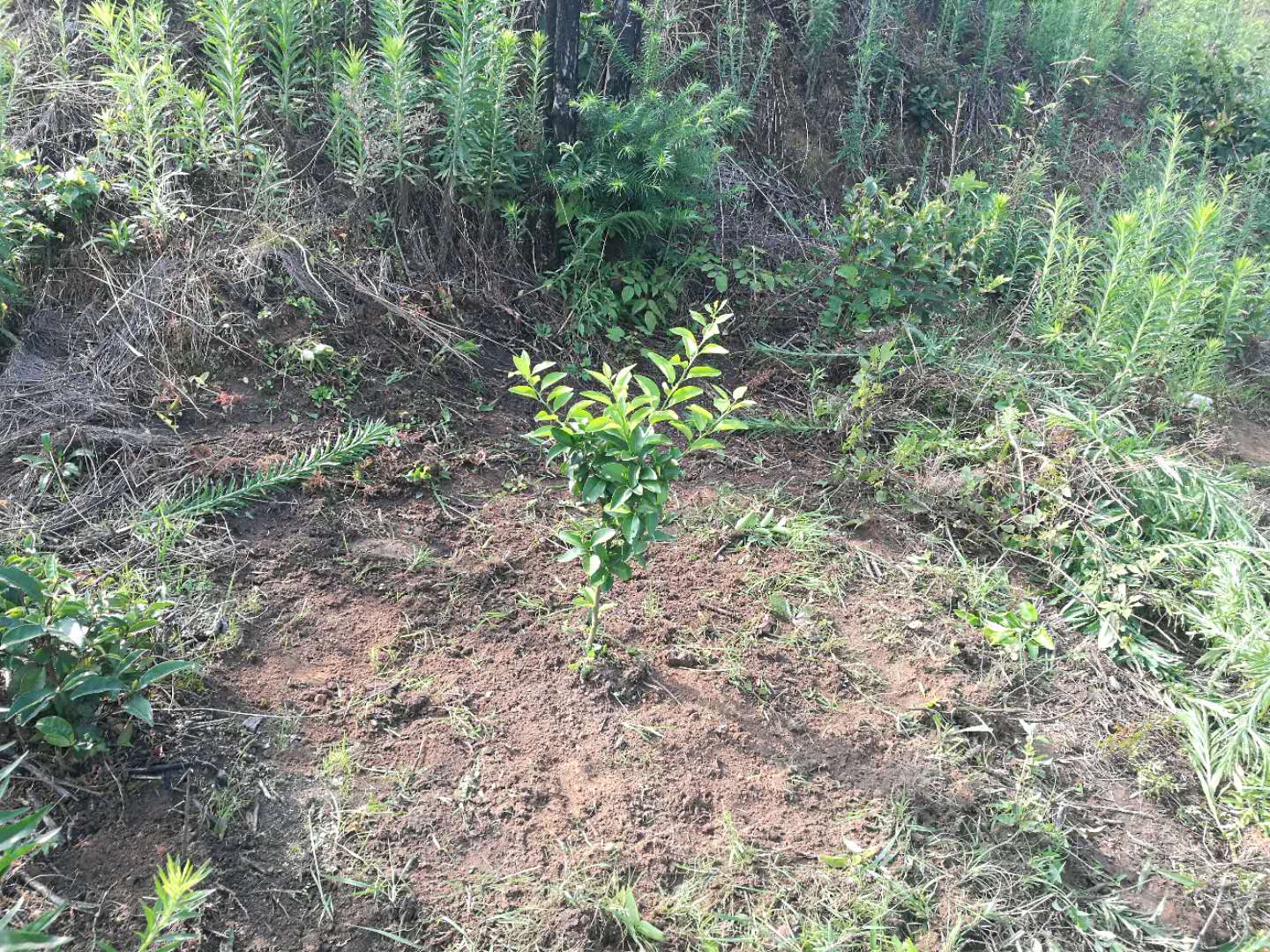 太湖县进军树木种植