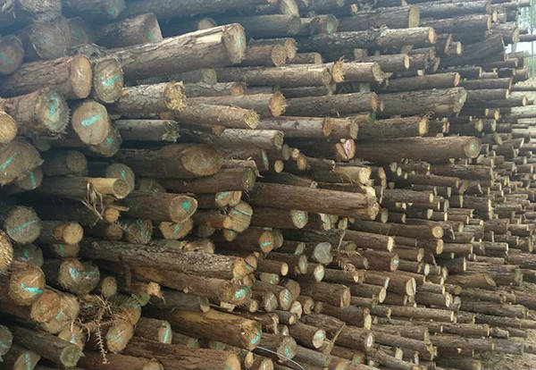 恒之韵专注于杉木杆厂家领域，其杉木杆销量稳步前进，深得人心
