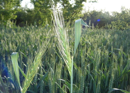 新野县小麦种植专业合作社