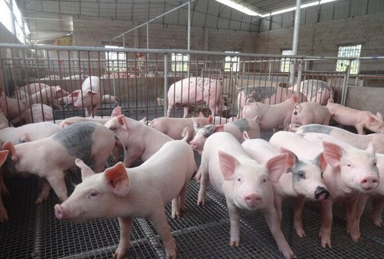 托克托县猪养殖