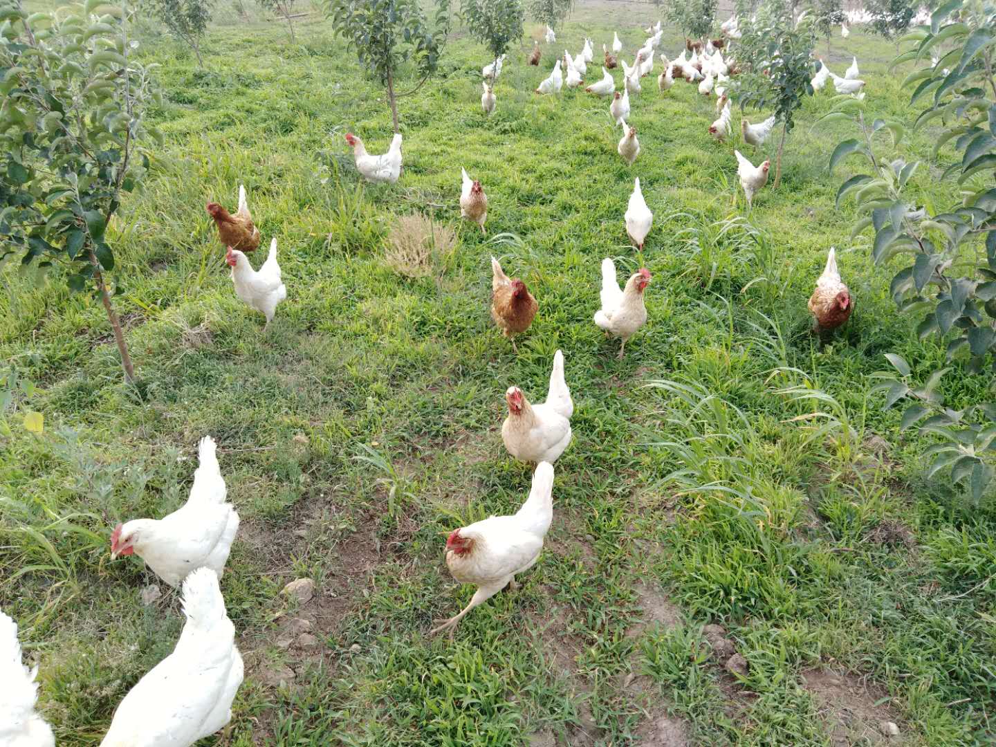 黑山鸡养殖