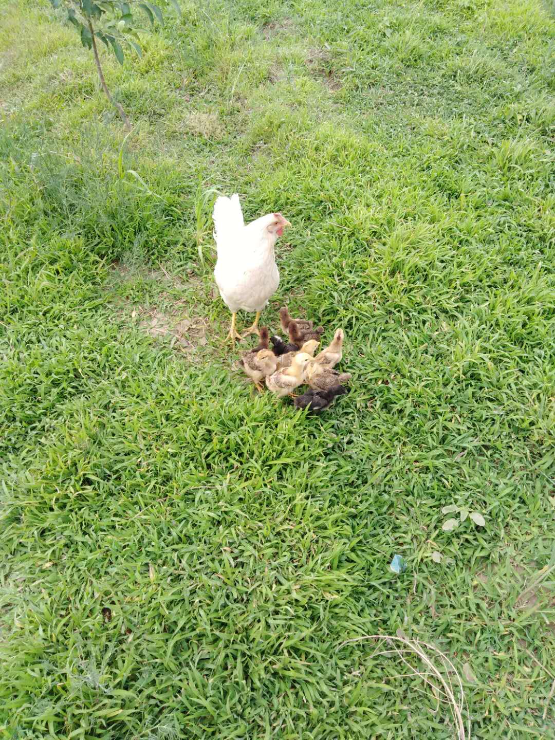 黑山溜达鸡养殖