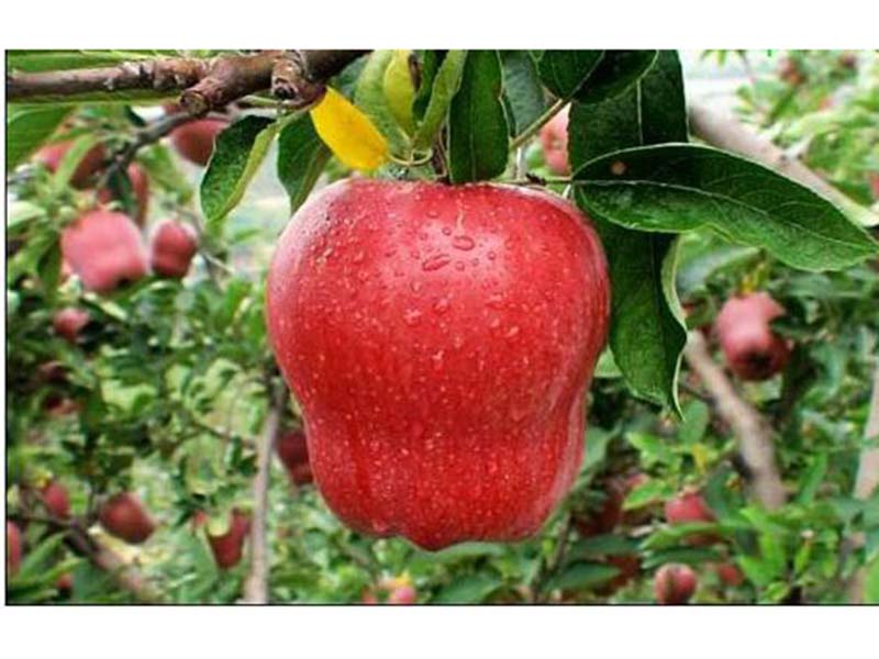 红色之爱苹果苗种植基地|供应山东**的苹果苗