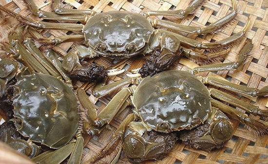 太和县野生蟹养殖-方超水产养殖有限公司-野生蟹