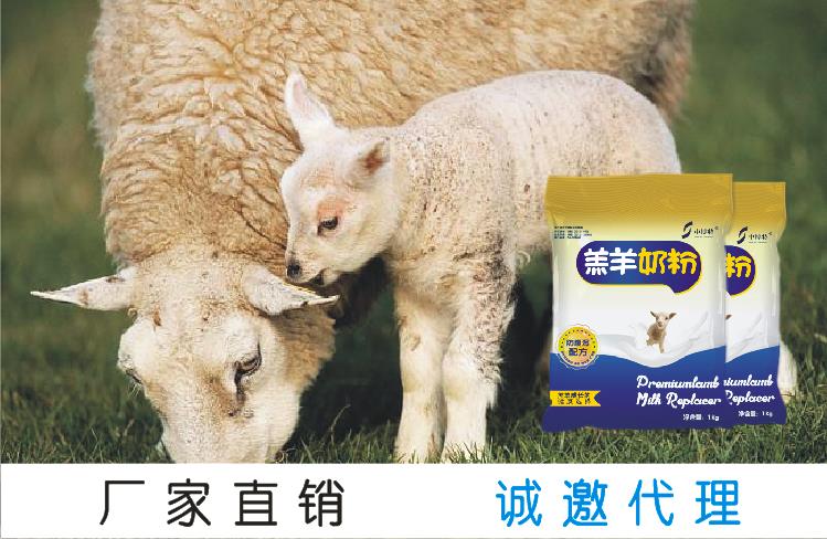 羊一天可以生长多重羔羊奶粉小羊代乳粉