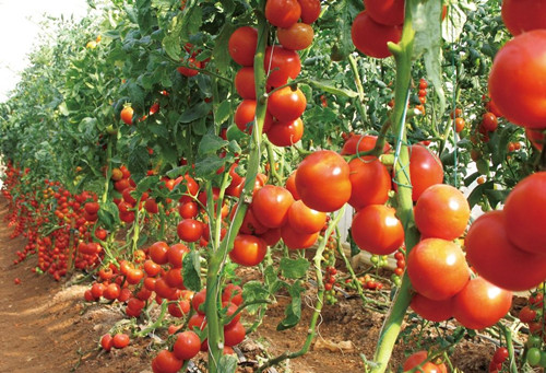 西红柿专业种植新野县