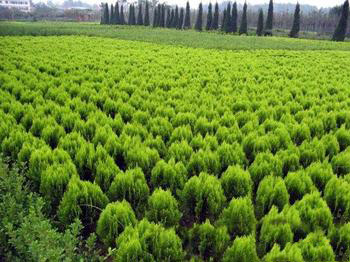 呼和浩特市优秀绿化种植基地