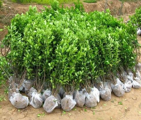 土默特左旗绿化苗木种植技术