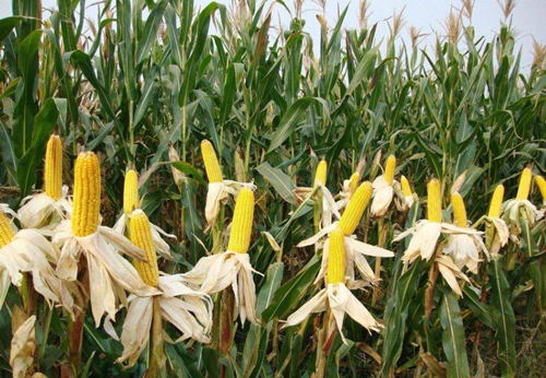 玉米种植唐河县创润农作物种植专业合作社