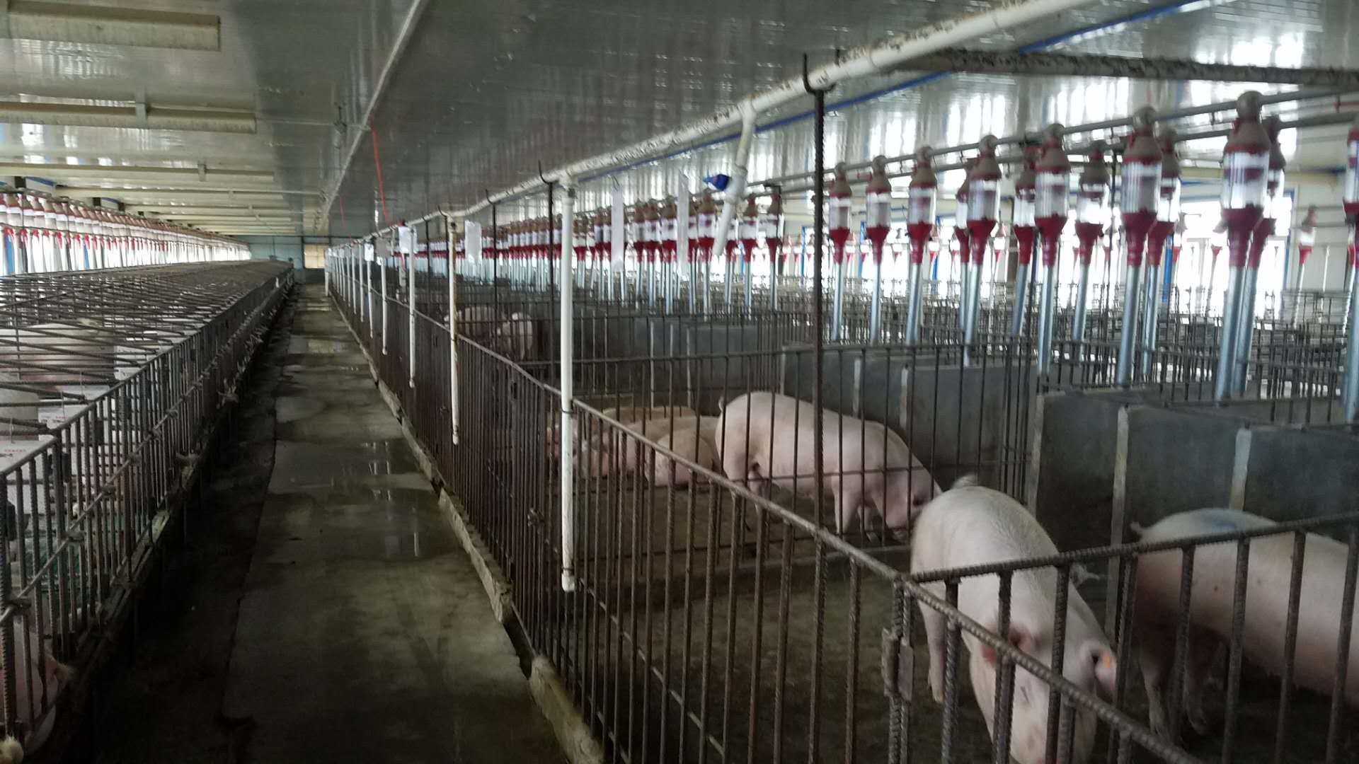 富锦猪养殖制造