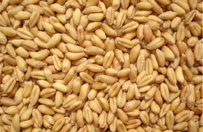 小麦专业种植镇平县