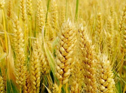 镇平县小麦专业种植