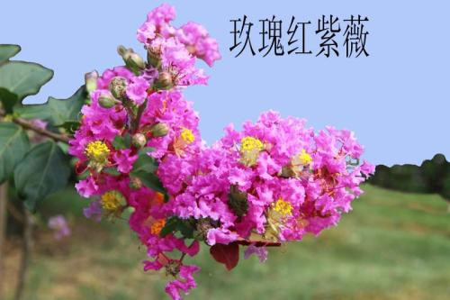 紫薇树树苗专卖内乡县