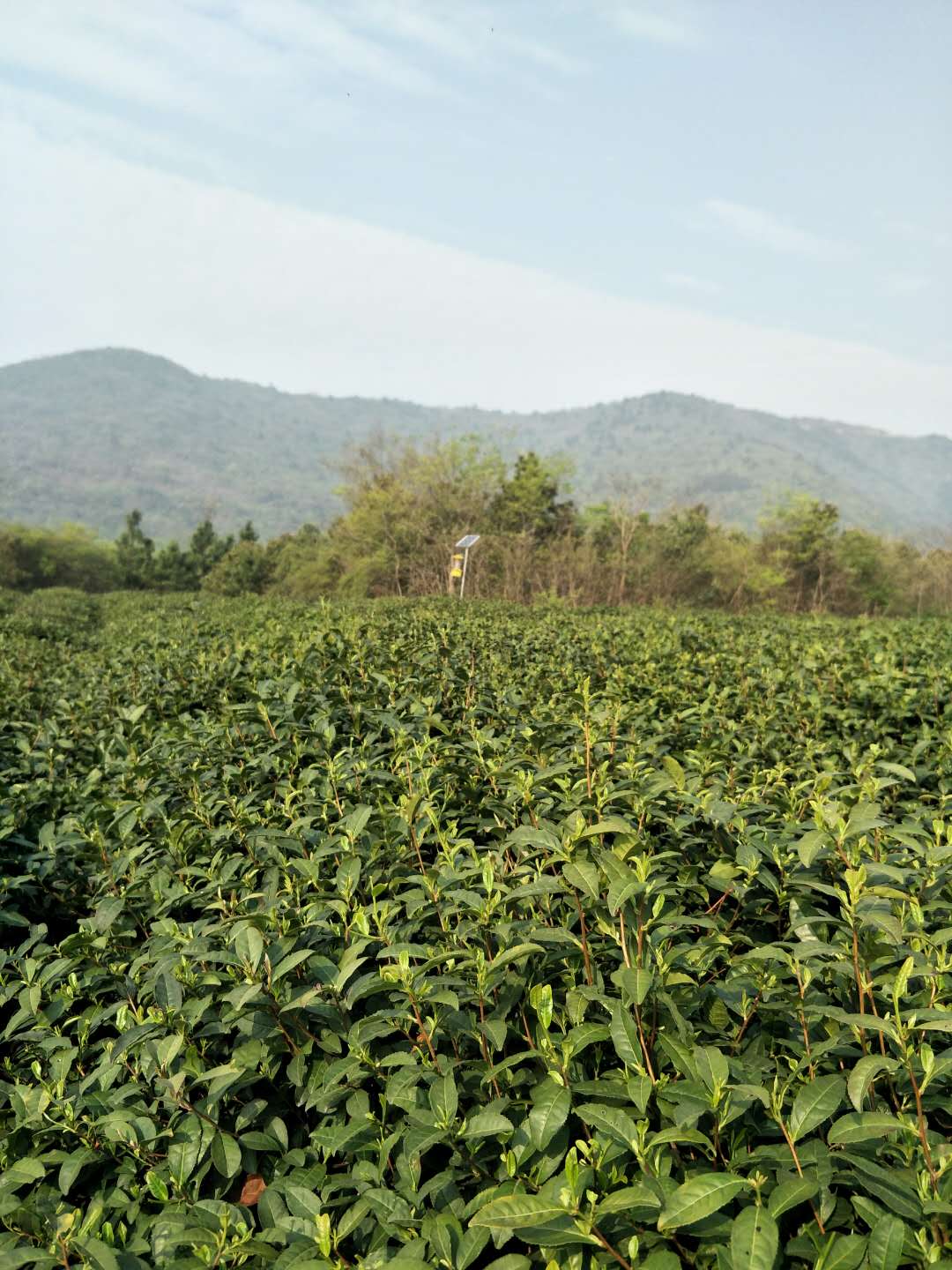 安徽茶叶种植找哪家