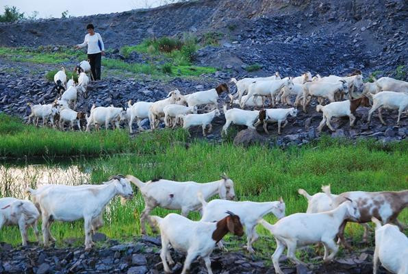土默特左旗牧羊人种植养殖农民专业合作社