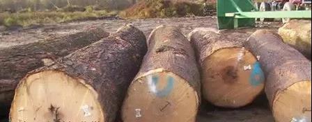 木材进口关税俄罗斯桦木木材板材进口