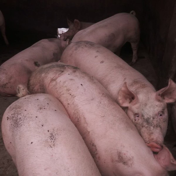 猪吃什么饲料长得快 猪吃什么长的快 猪催肥较简单方法