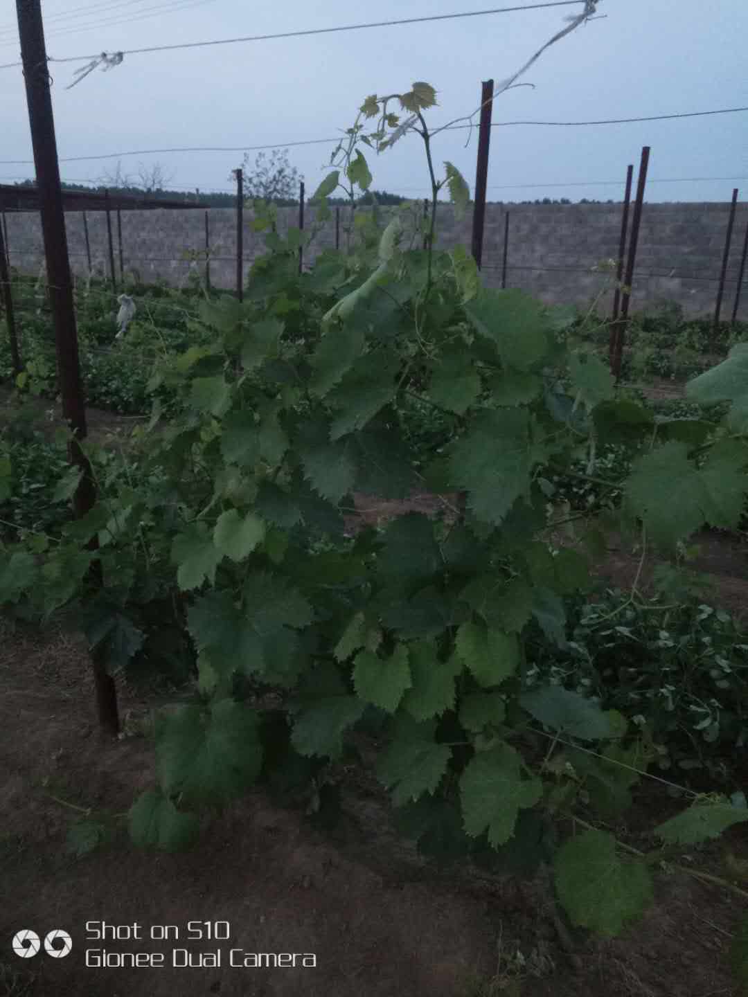 唐山葡萄种植