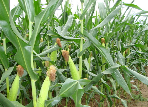 托克托县玉米种植技术