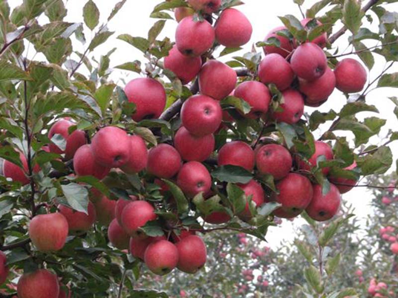 供应山东销量好的苹果苗——红色之爱苹果苗种植基地