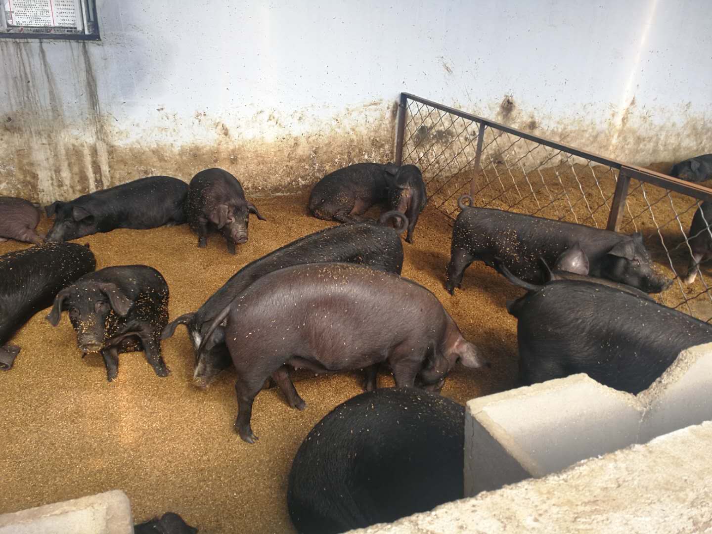 方正生态猪养殖