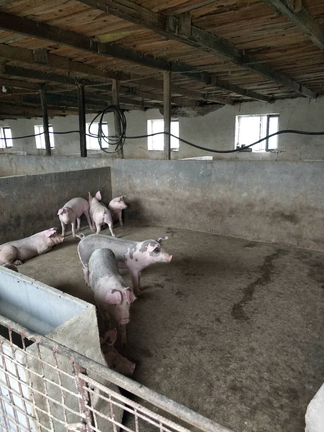 兴安宏博猪养殖