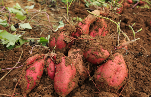 红薯专业种植汝州市