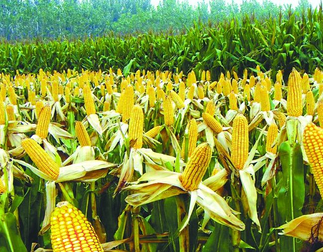 玉米专业种植汝州市