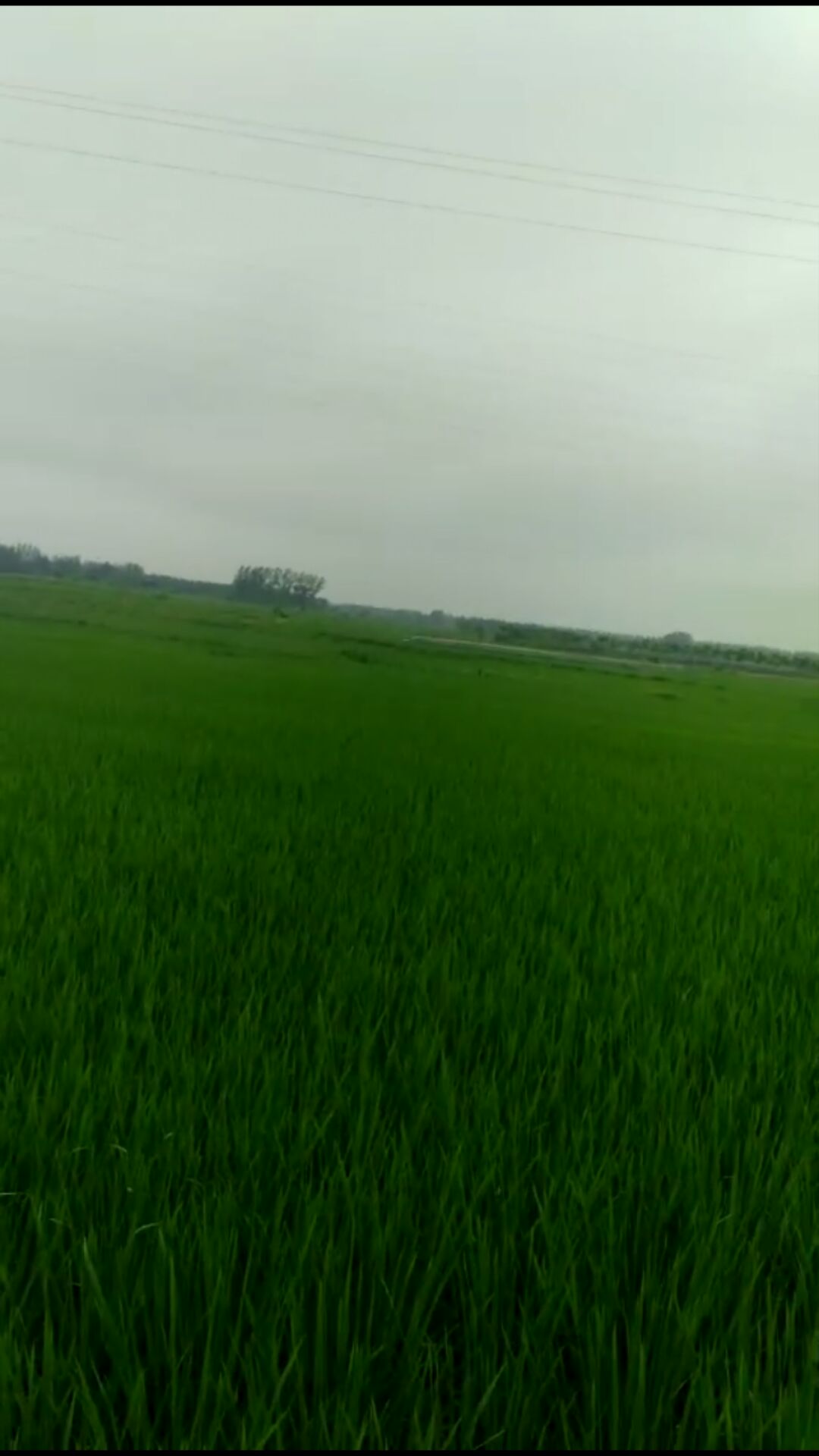 霍邱县水稻销售-霍邱县君贤粮食种植家庭农场-水稻