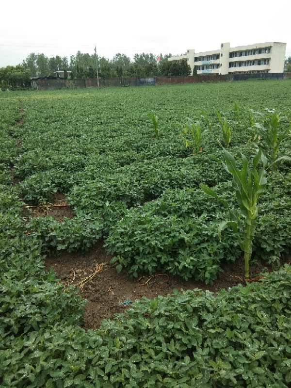 涡阳县大豆种植-涡阳县青町镇九维农作物种植专业合作社-大豆