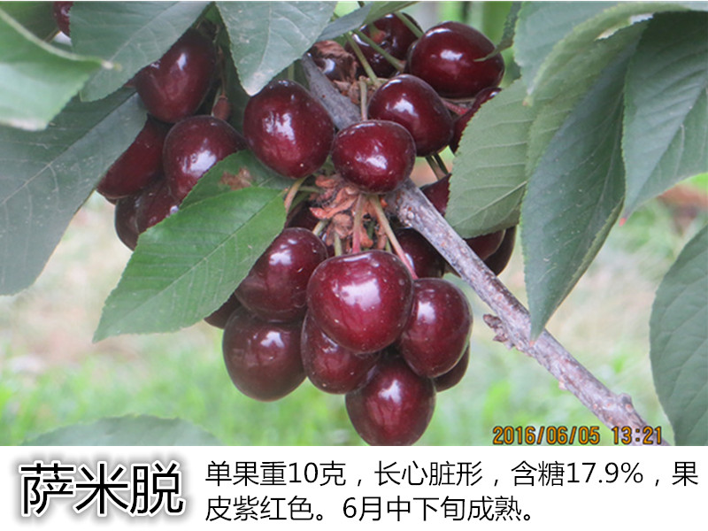 红丰杏树苗种植简单效益高 抗旱抗寒 高产稳产