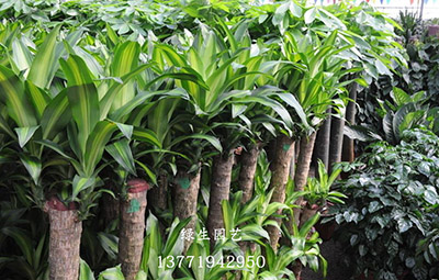 苏州绿植盆栽租赁，绿植配送，绿化养护，植物墙设计，景观设计