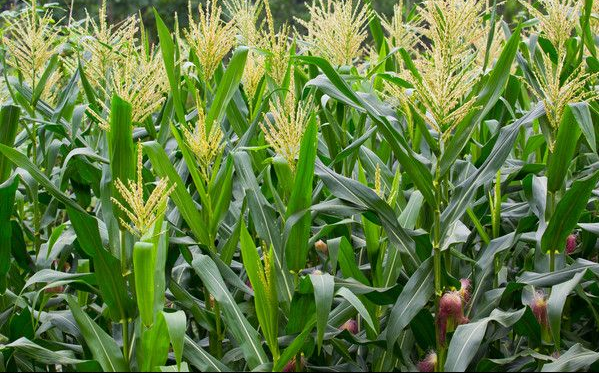 小麦南阳专业种植基地