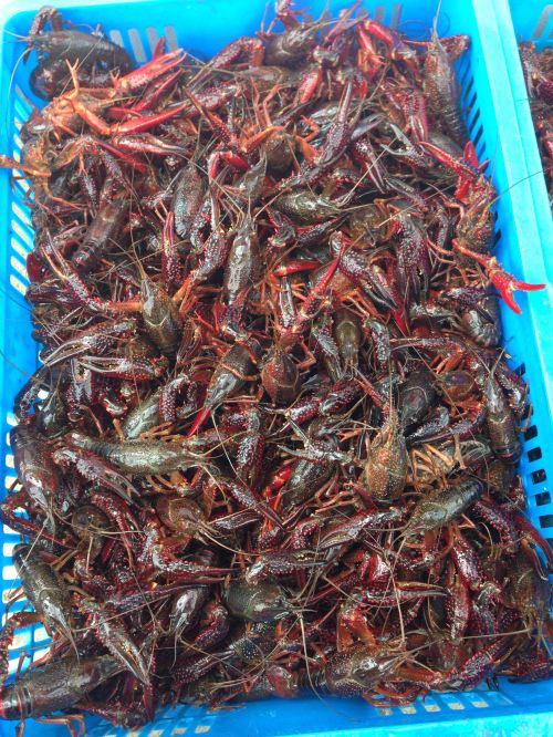 郫县种虾养殖基地 提供成虾销售渠道
