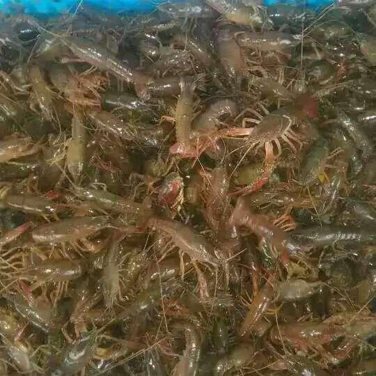 龙泉驿区种虾养殖基地 提供成虾销售渠道