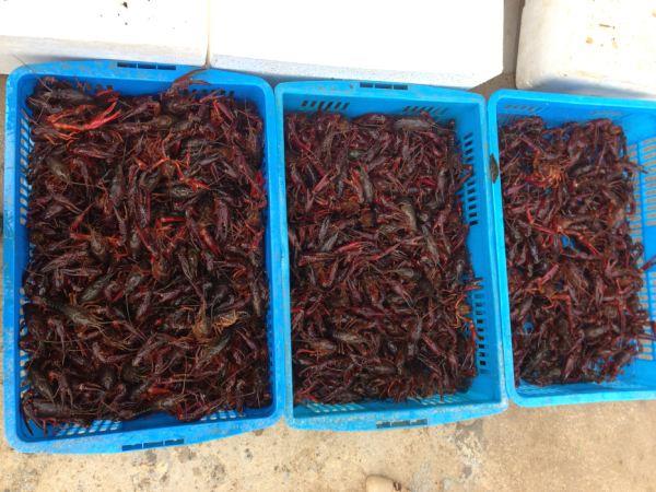 达州内江广顺龙虾养殖合作社小龙虾苗性价比较高