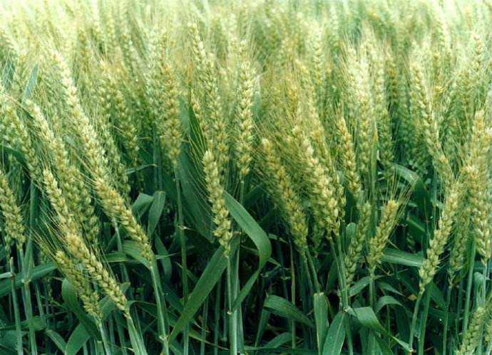 汝州市小麦专业种植基地