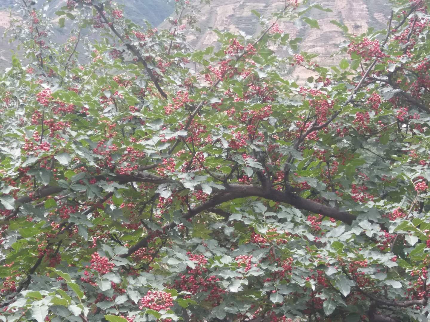 茂县大红袍种植质量技术要求，甘肃大红袍栽种季节
