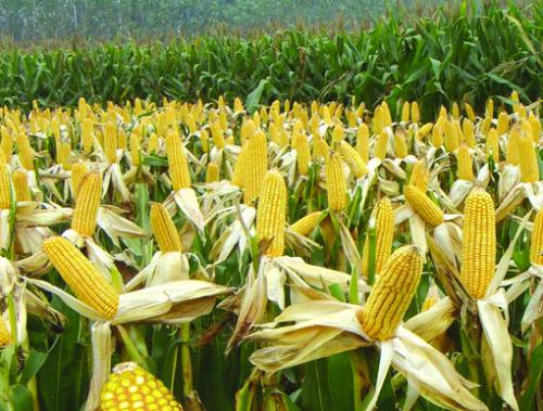 汝州市玉米专业种植