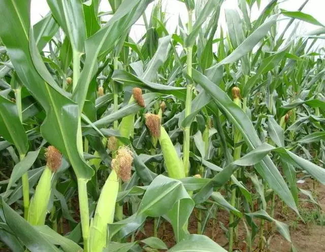 玉米专业种植汝州市