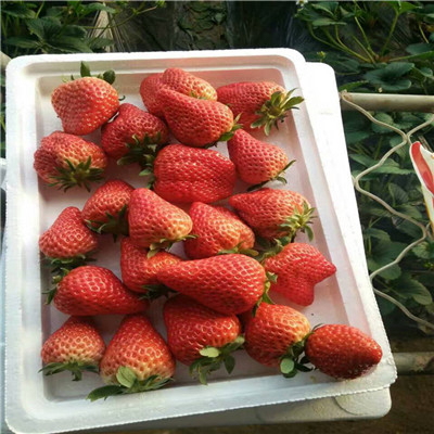 红袖添香草莓苗、红袖添香草莓苗介绍