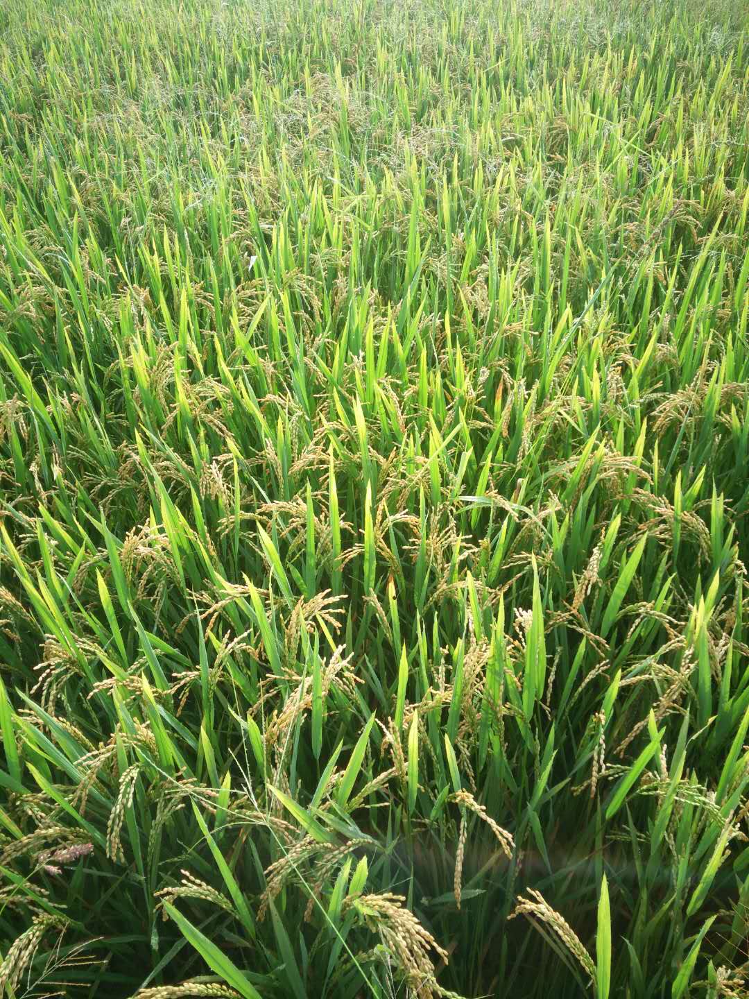 南陵水稻种植家庭农场找哪家