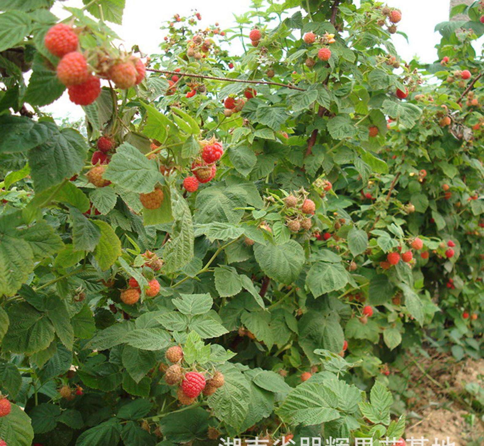 树莓苗厂家 黑树莓苗
