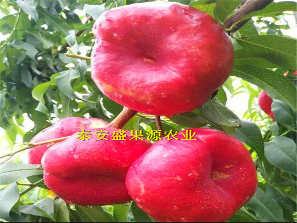 金皇后桃树种苗品种特点