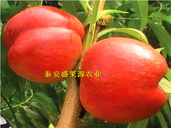 126油桃桃树苗特色品种