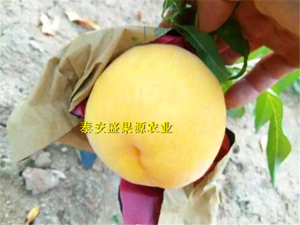 黄金脆桃树苗种植技术