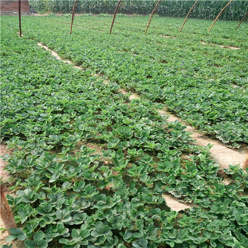 组培奶油草莓苗价格、组培奶油草莓苗基地