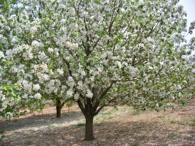 棱海棠树的养殖方法