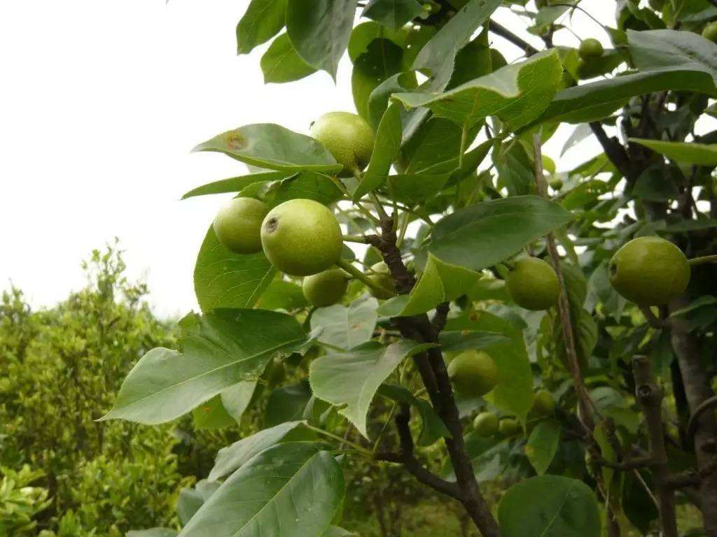 邓州市哪有梨树种植